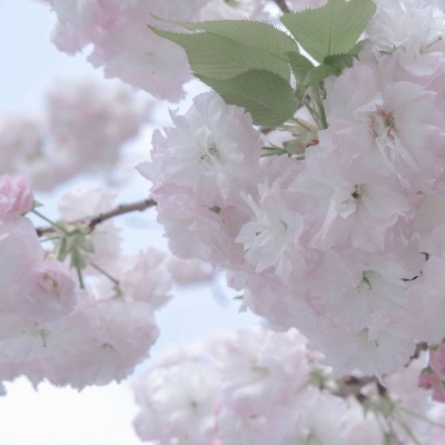 兽设毛发绘画实用教程福瑞群